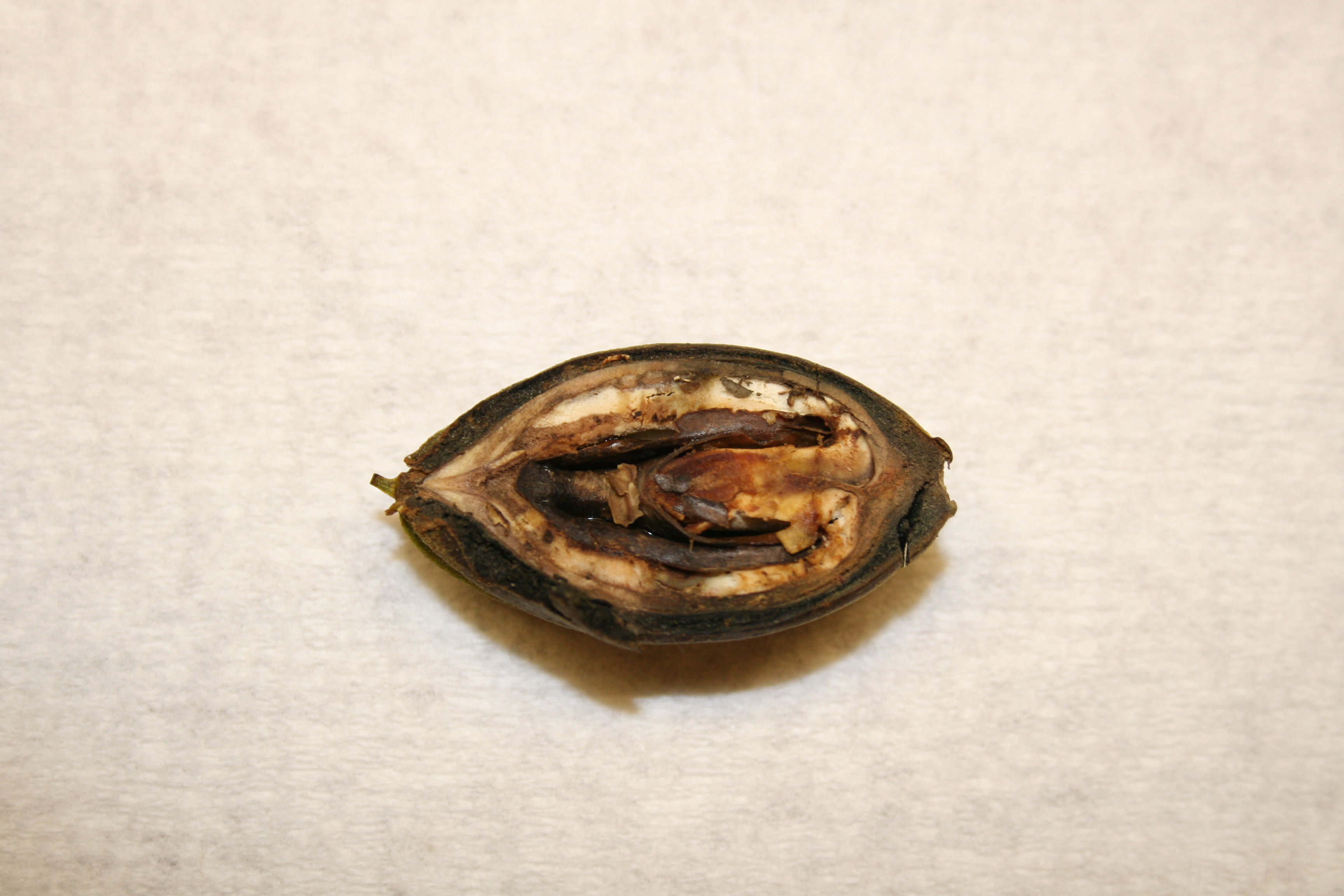 Stink bug damage